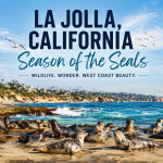 La Jolla California, Season of the Seals